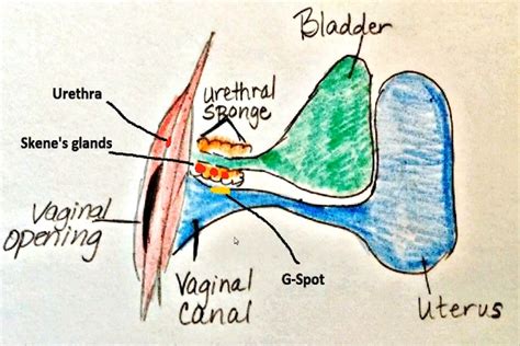 Skene Glands: Location, Function, and Related Conditions